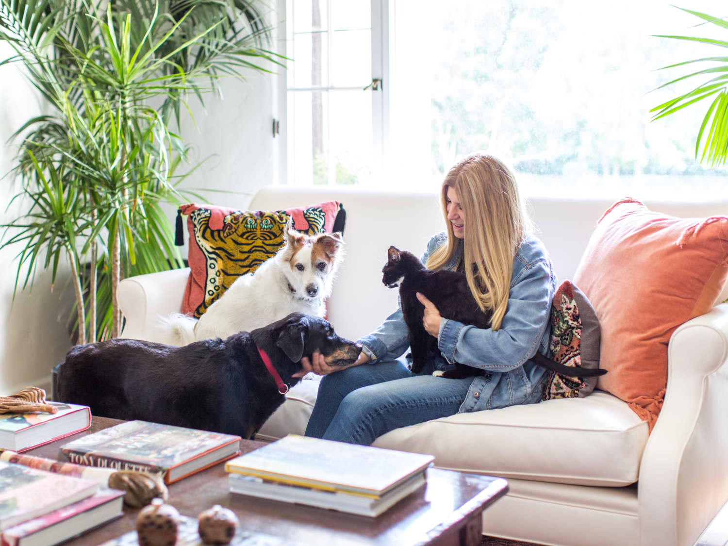 31 Good Apartment Dogs Best Dog Breeds for Small Homes Apartment Therapy
